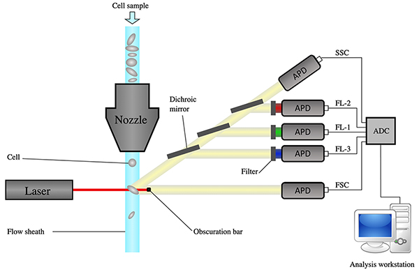 Diagram of a flow cytometer, from sheath focusing to data acquisition (click to enlarge)