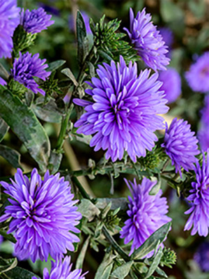 flower_47